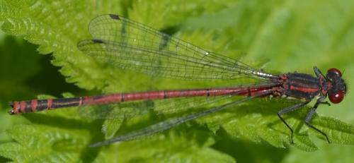 Pyrrhosoma nymphula